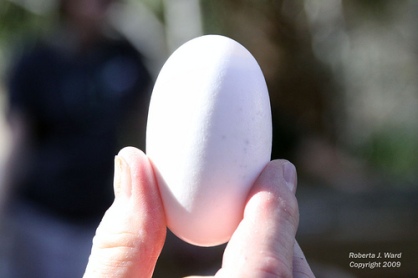 The Sewergator Egg
